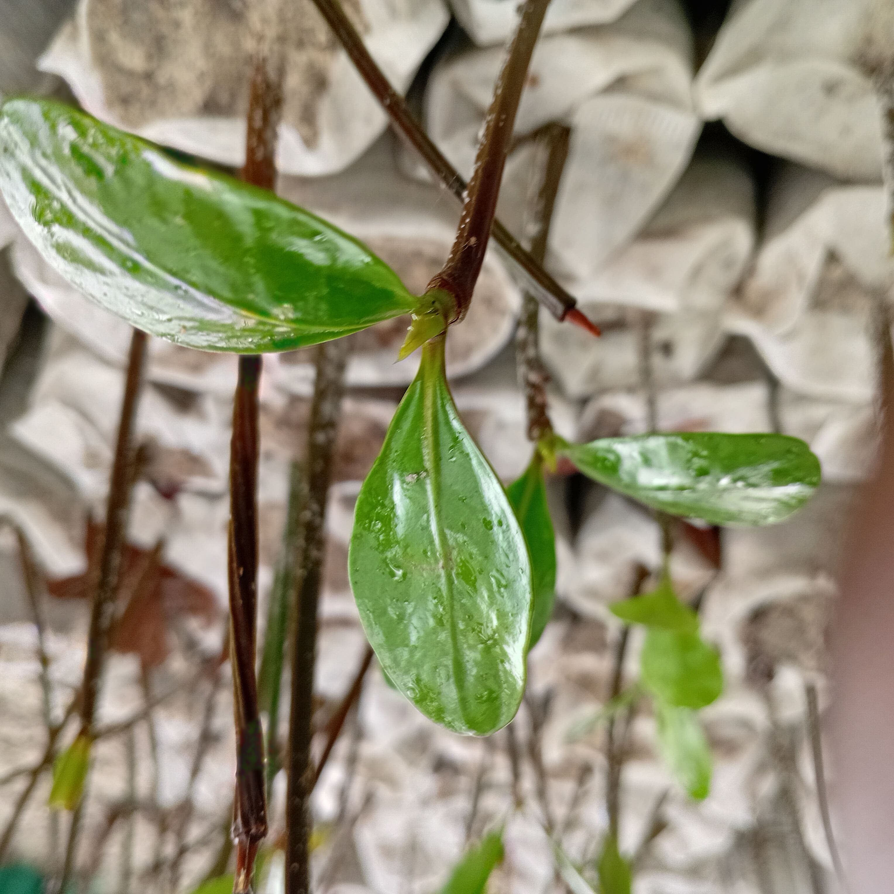 Dabaso Rock Conservation